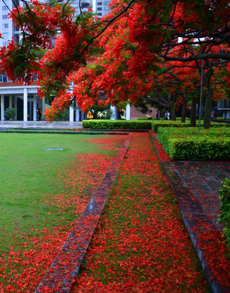 五月鳳凰花開,美如畫,中山已經(jīng)成為全國最美麗的城市…